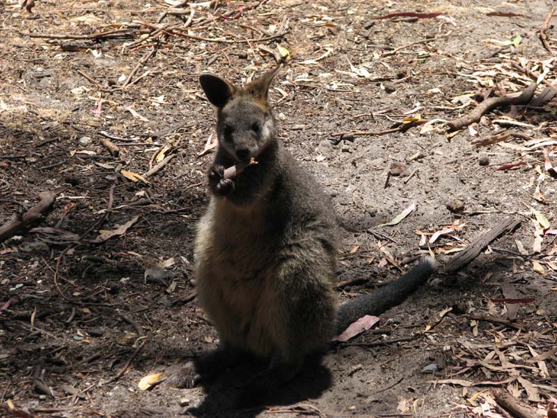 Wallaby